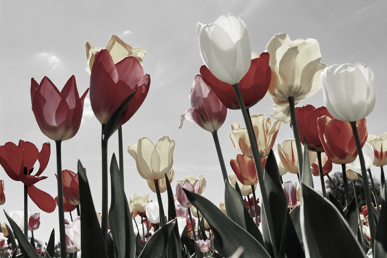 Srinagar Tulip Garden Adventure 2 Days